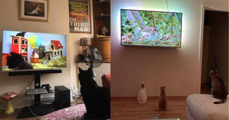 12 Foto Lucu Kucing Nonton TV, Terlihat Polos Banget